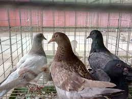 Phát triển nghề nuôi chim câu bằng thảo dược ở huyện Tứ Kỳ